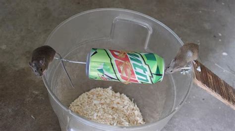 Homemade DIY Mouse Trap - Blitsy