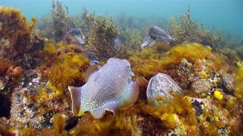 Premium Stock Video Giant Australian Cuttlefish Sepia Apama Migration