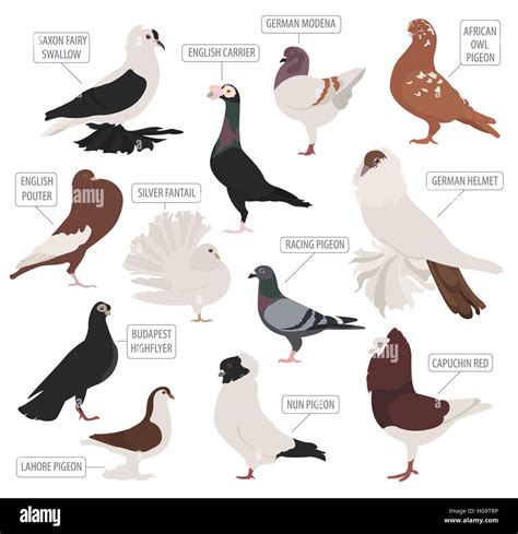 Poultry farming. Pigeon breeds icon set. Flat design. Vector ...