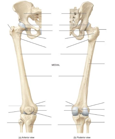 Hlsc 120 Chp 8 Anterior Posterior Views Of Femur Patella