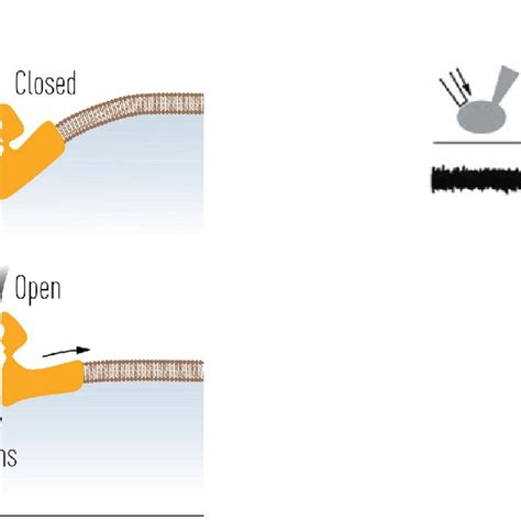 Activation Of Piezo Left Schematic Representation Of Mechanical