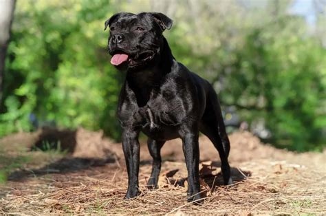 19 Fascinating Staffordshire Bull Terrier Colors