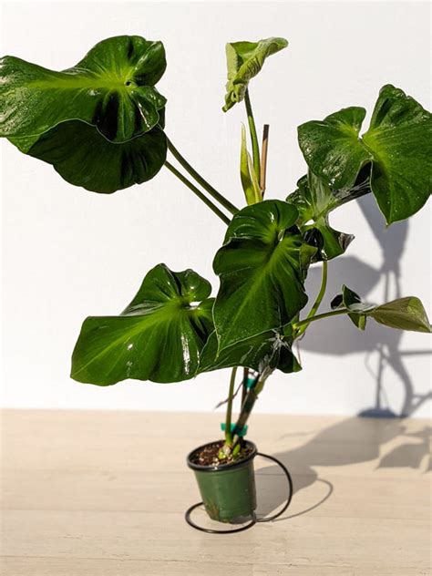 Xl Philodendron Radiatum Plant In X X Pot Kens Philodendrons