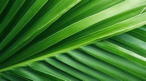 Background With Textured Green Palm Leaf Leaf Texture Plant Texture