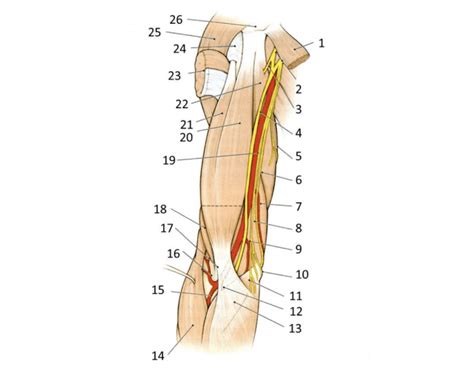 Anterior Compartment of the Arm Quiz