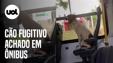 Cão foge pega ônibus viaja 20 km e volta para casa semanas depois no