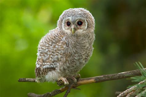 Tawny Owl Facts Strix Aluco