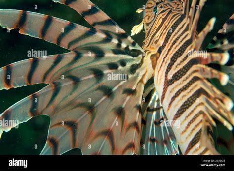 Luna lion fish pectoral fin detail Pterois lunulata Seopsom island Jeju ...
