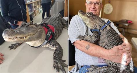 Wally, The Emotional Support ALLIGATOR, Nominated For America’s ...