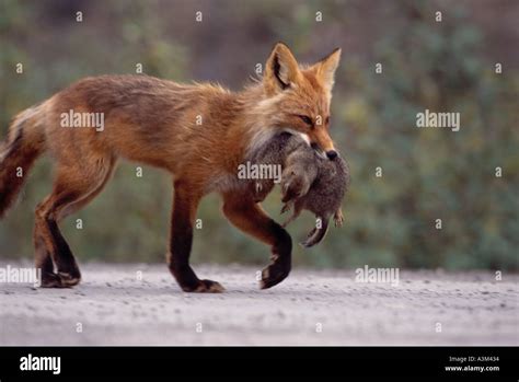 MAMMAL FOX Red with prey Stock Photo - Alamy