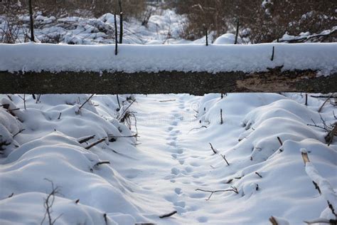 Rastreios De Animais Na Vista Superior Da Neve Fundo Branco De Neve