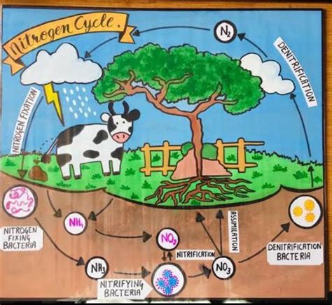 Nitrogen Cycle Diagram Brainly In