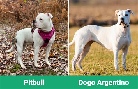 Pitbull Vs Dogo Argentino The Differences With Pictures Dogster