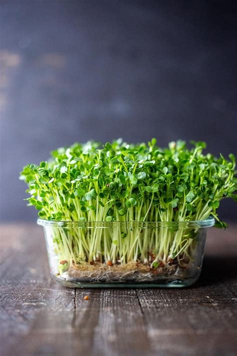 How To Grow Microgreens At Home A Comprehensive Guide Green House