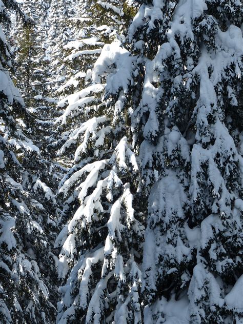 Kostenlose Foto Landschaft Baum Wald Ast Berg Kalt Winter