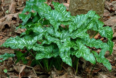 Arum Italicum Cuckoo S Pint Italian Arum Italian Lily Italian Lords And Ladies Orange