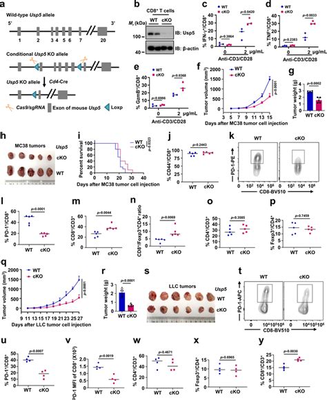 Usp Conditional Knockout Cko Mice Have Effective Tumor Control A