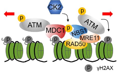 Regulation Of Atm Activation By H Ax Atm Is Recruited To Dsb Sites By