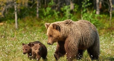 Ecosistema Terrestre Brown Bear Bear Bear Photos