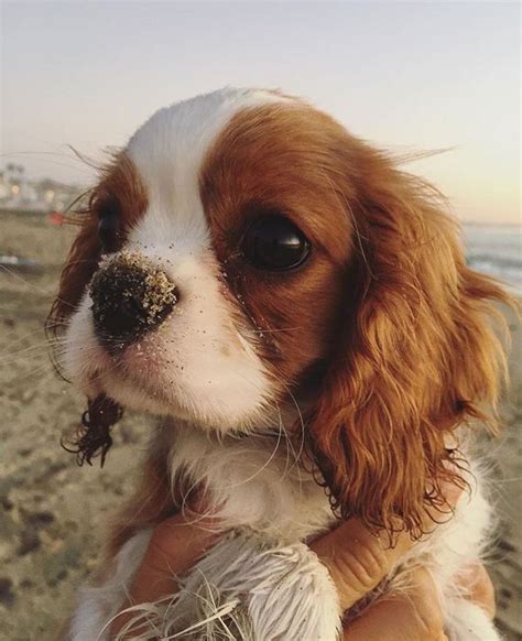 2521 Best Cavalier King Charles Spanielking Charles Spaniels Images On