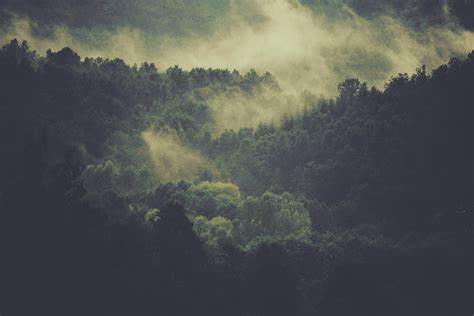 Fotos gratis árbol naturaleza bosque horizonte ligero nube