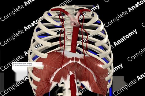 Musculophrenic Artery | Complete Anatomy