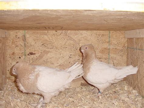 Satinette Pigeon Oriental Frill