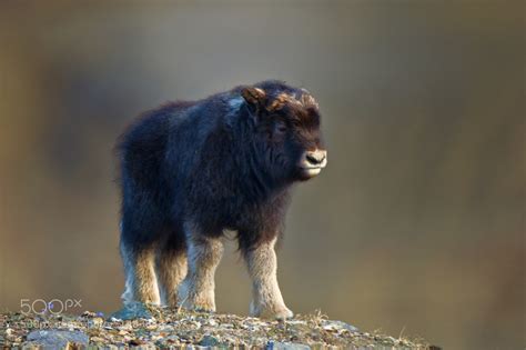 Baby Musk Ox by Randy Kokesch / 500px