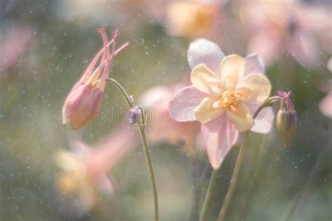 La Flor Blanca De Aquilegia En Un Fondo De La Lila Foco Selectivo