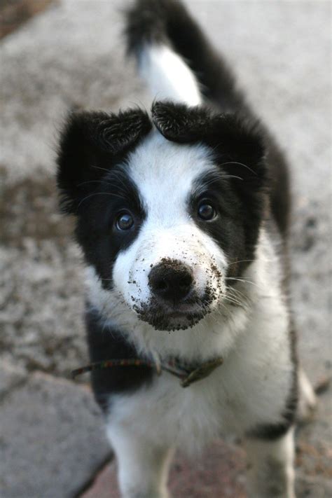 Black And White Border Collie Puppies For Sale