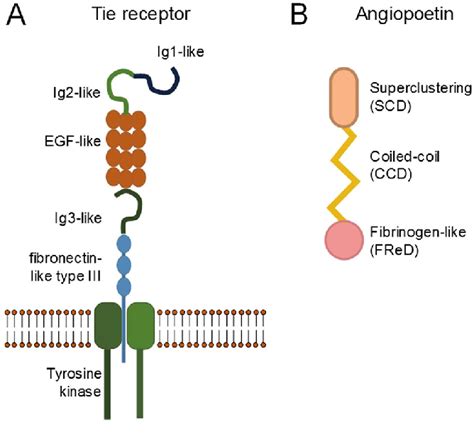 general structure   tie receptor  extracellular domain