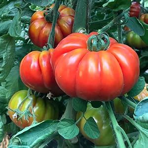 Amazon Park Seed Sweet Million Hybrid Tomato Seeds Includes