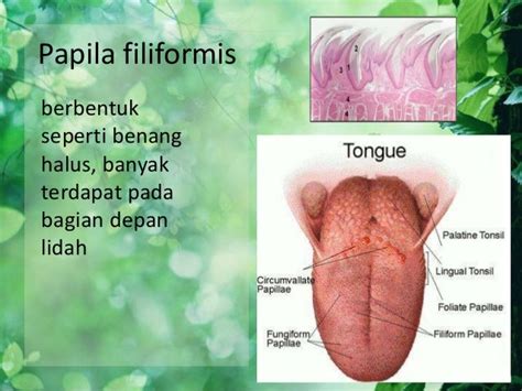 Presentasi alat indera