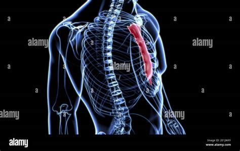 Menschliche Skelett Brustbein Knochen Anatomie für Medical Concept 3D