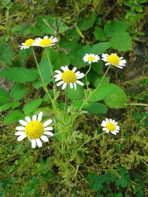 Roman Chamomile - Chamaemelum nobile, species information page. Also known as English Chamomile ...