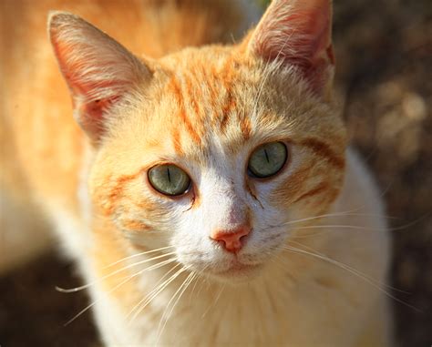 MIS VIAJES:DESDE ZARAGOZA A LA LUNA: GATOS: OJOS VERDES