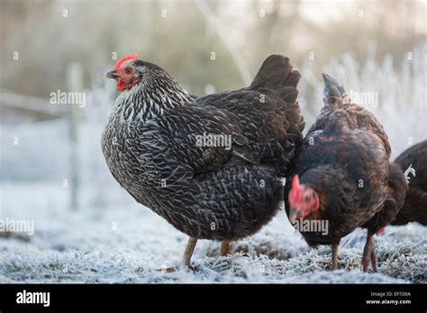 Hühner uk freilandhaltung Fotos und Bildmaterial in hoher Auflösung