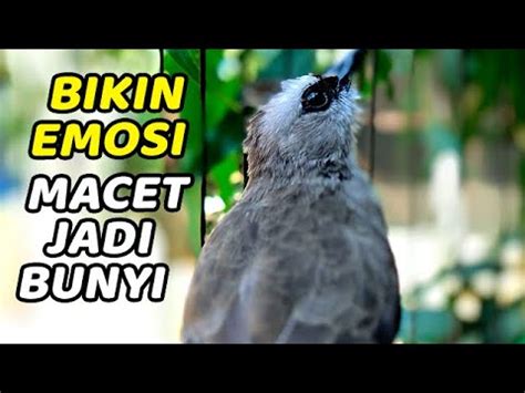 Pancingan Ampuh Untuk Trucukan Bahan Malas Bunyi Dan Macet Agar