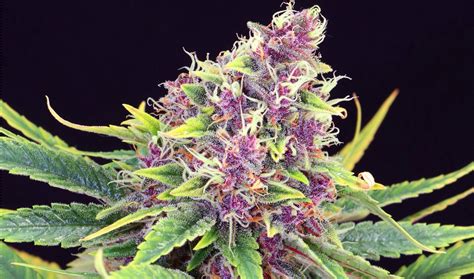 Best Purple Strains - Dagga Seeds