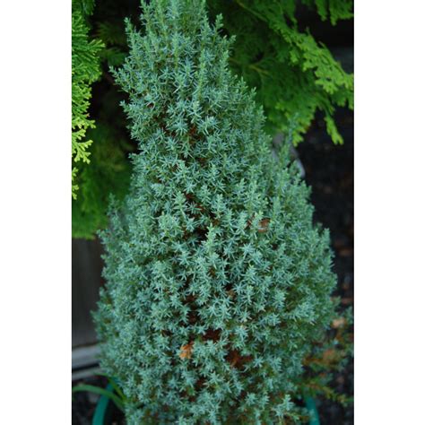 Juniperus Communis Miniature Miniature Common Juniper Broken Arrow