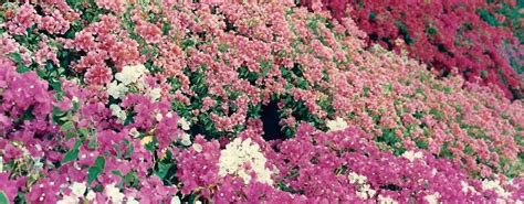 100 Bougainvillea Varieties