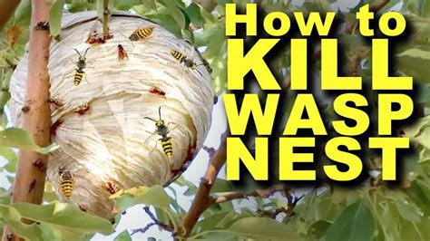 Eliminate A Wasp Nest In Your Basement With These Effective Methods Shunshelter