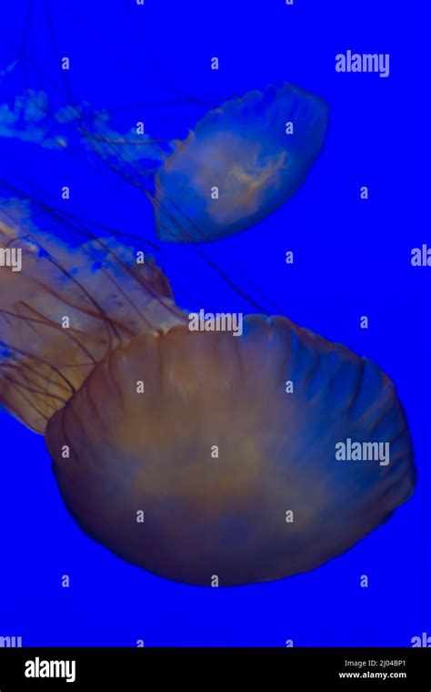 Monterey Bay Aquarium Jellyfish Stock Photo Alamy