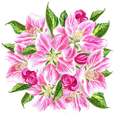 Um desenho em aquarela de uma flor de maçã rosa Vetor Premium