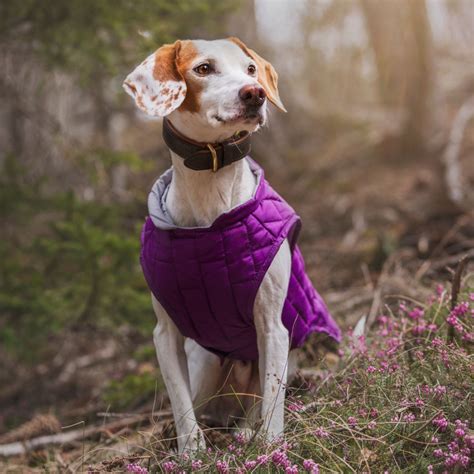 Chien courant d Istrie à poil ras prix caractère alimentation santé