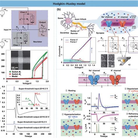 Multifarious Neuronal Models And Functions A HH Model Dynamics