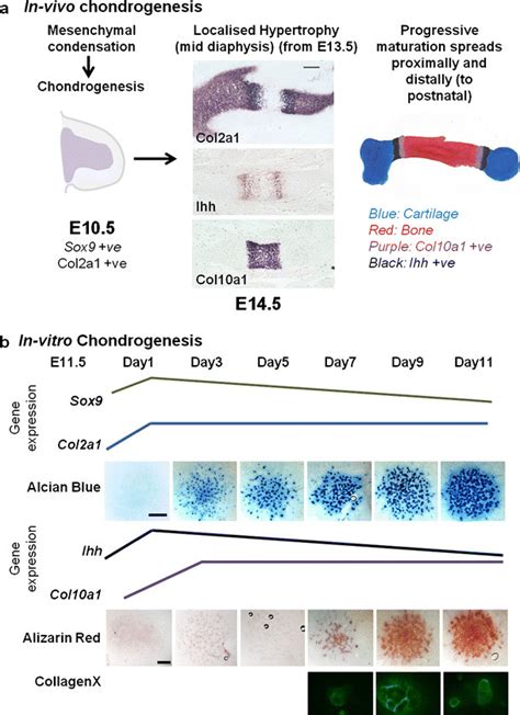 A Comparison Of In Vivo And In Vitro Chondrogenesis Comparison Of