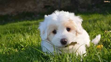 Pies Pies Biały Szczeniak Golden Retriever Trawa