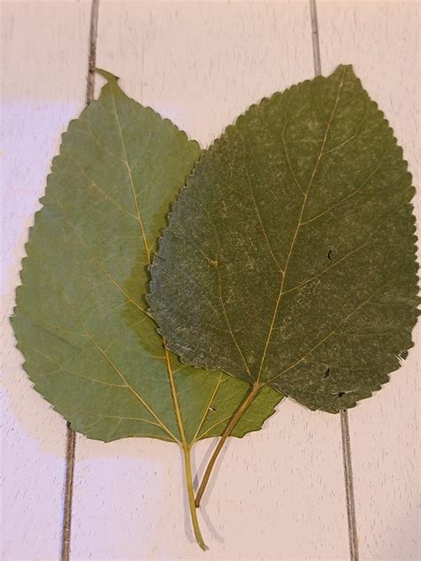 Mulberry Leaves - 10 pack – Nature Aquariums USA