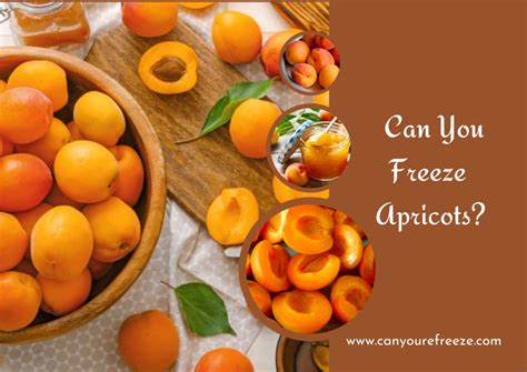 Can You Freeze Apricots Things To Know Before Freezing Apricots Can You Refreeze